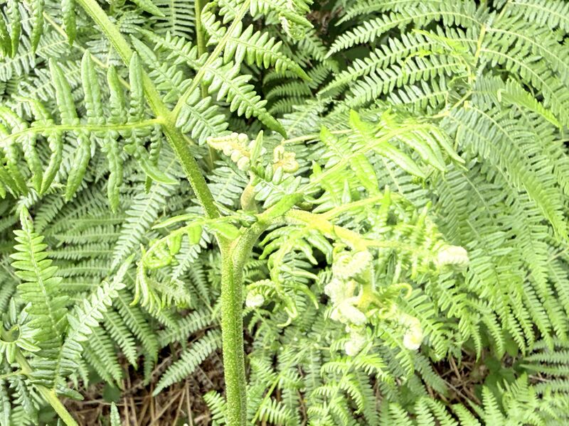 What is proactive care?